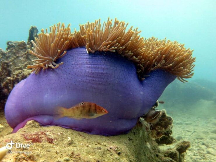 Nha Trang: Snorkeling Tour at Coral Reef - Booking Details and Tour Guide Information