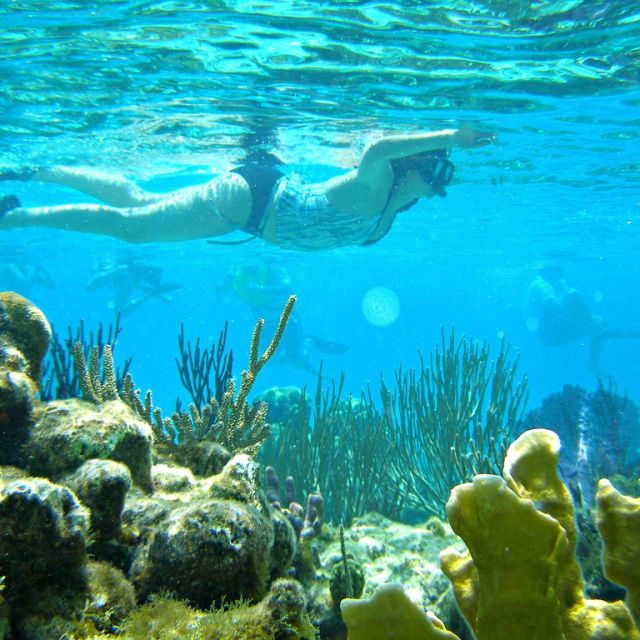 Nha Trang: Snorkeling Tour at Coral Reef - Activity Description