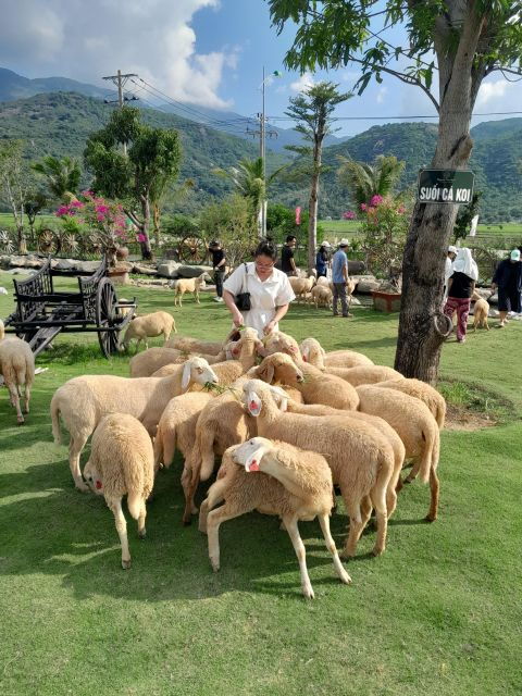 Nha Trang: Tanyoli Sand Dunes and Phan Rang Guided Day Trip - Other Recommended Activities