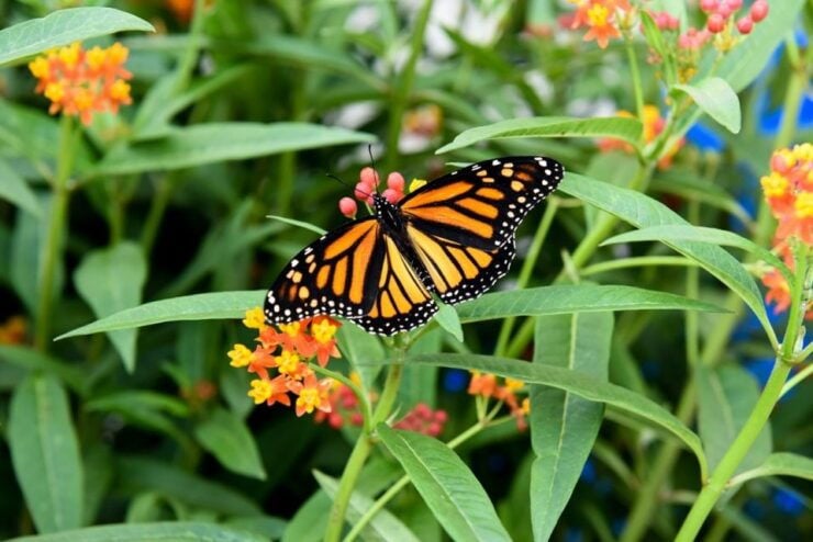 Niagara Falls, Canada: Butterfly Conservatory Admission - Experience Highlights