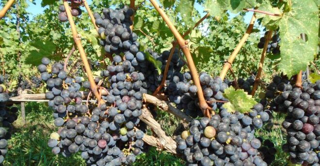 Niagara Falls, Canada: Full-Day Private Winery Tour - Directions