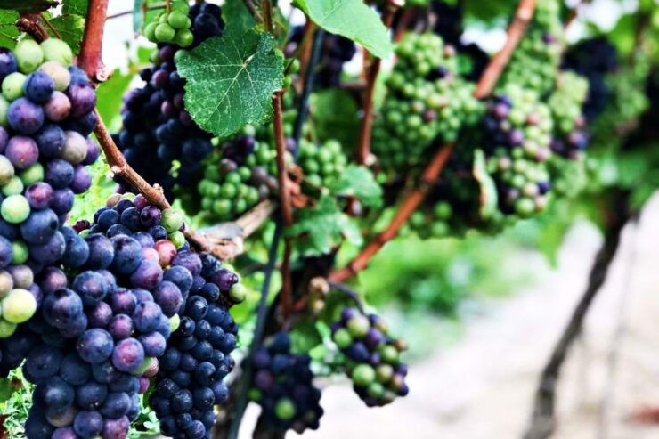 Niagara-on-the-Lake: Half-Day Wine, Beer & Charcuterie Tour - Live Tour Guide & Pickup Locations