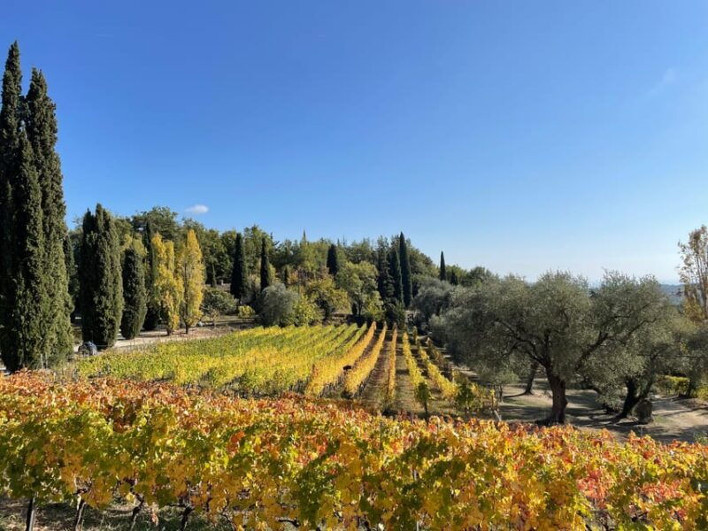 Nice: Full-Day Côtes De Provence Wine Tour - Good To Know