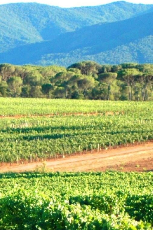 Nice: Full-Day Côtes De Provence Wine Tour - Transportation and Amenities
