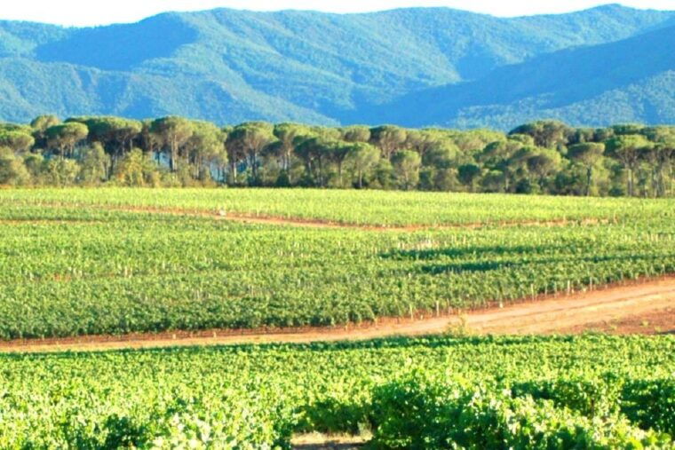 Nice: Full-Day Côtes De Provence Wine Tour - Frequently Asked Questions