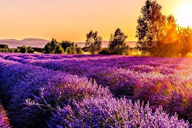 Nice: Gorges Du Verdon and Lavender Fields Tour - Tour Overview and Highlights
