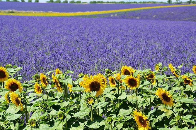 Nice: Gorges Du Verdon and Lavender Fields Tour - Positive Feedback and Testimonials