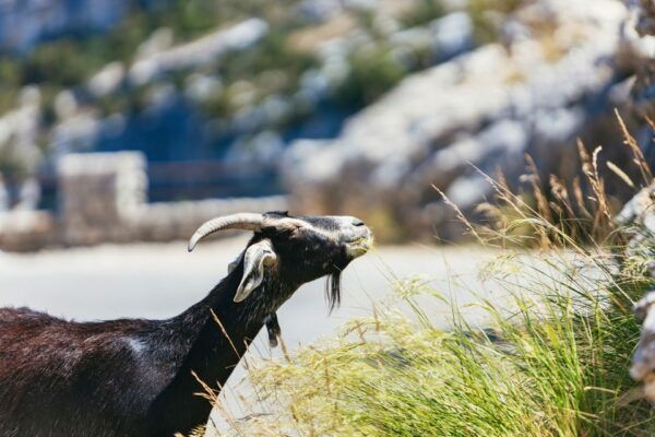 Nice: Gorges of Verdon and Fields of Lavender Tour - Directions and Location