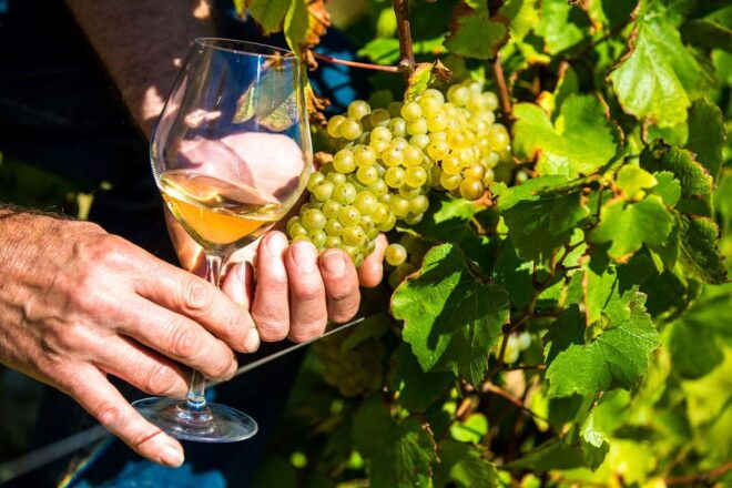 Nice: Provence Village Tour With Wine and Produce Tasting - Multilingual Tour Guide and Pickup Service