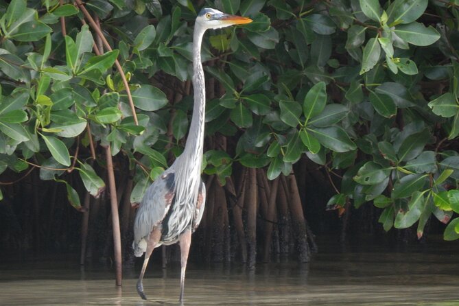 Nichupte Lagoon Wildlife Tour - Wildlife Spotting Opportunities