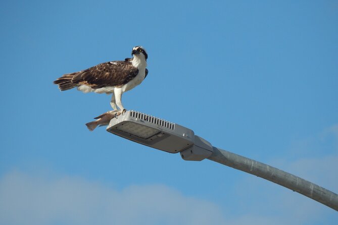 Nichupte Lagoon Wildlife Tour - Common Questions