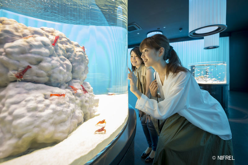 NIFREL Interactive Aquazoo E-Ticket in Osaka - Behavior: penguins and animals in open-feeling spaces