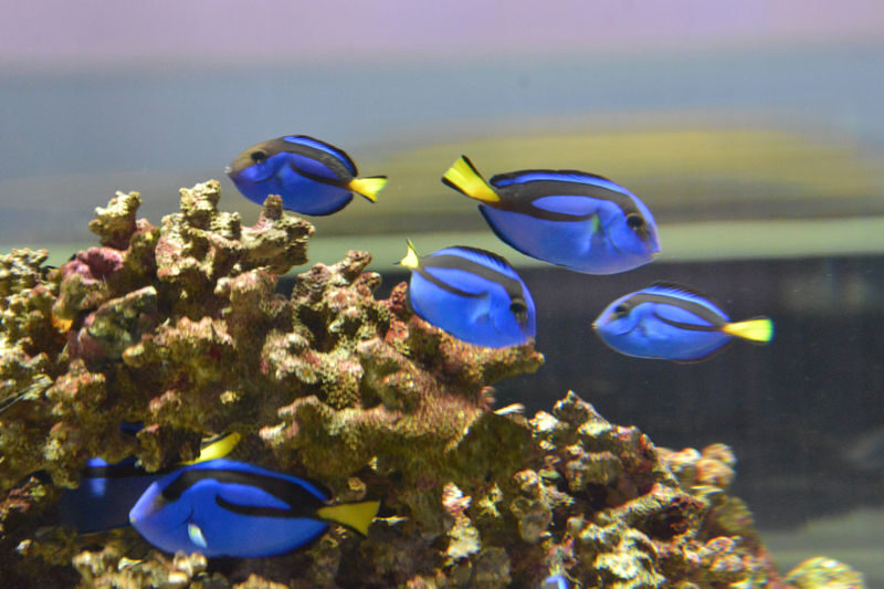 NIFREL Interactive Aquazoo E-Ticket in Osaka - Who should put NIFREL on the Osaka plan?