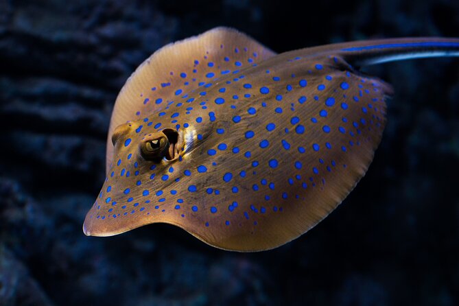 Night at the Aquarium Tour - Exhibits and Marine Life