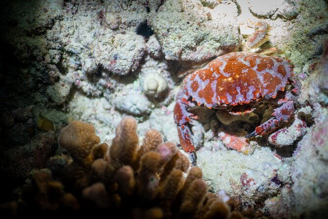 Night Dive Adventure in Oahu - The Sum Up