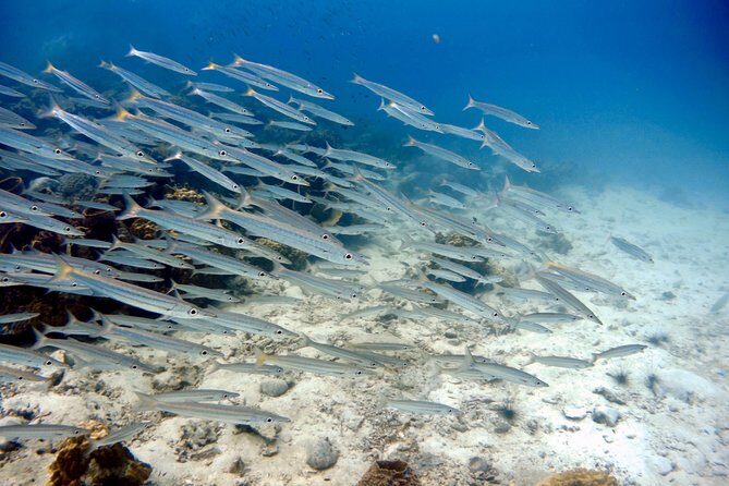 Night dive from the beach ( Start at Ko Kut) - What You Can Expect from This Night Dive Tour