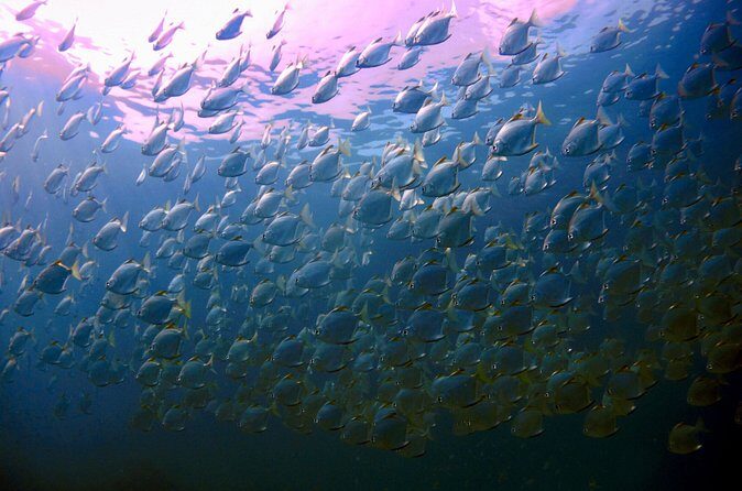 Night dive from the beach ( Start at Ko Kut) - The Sum Up