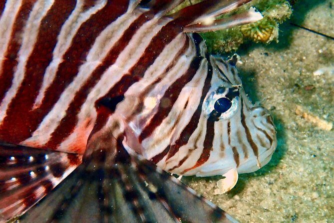 Night dive from the beach ( Start at Ko Kut) - Good To Know