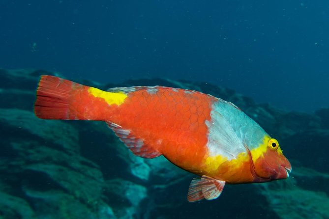 NIGHT DIVING - Dive Into the Darkness and Be Moved by Its Serenity ! - Gear and Equipment for Night Diving