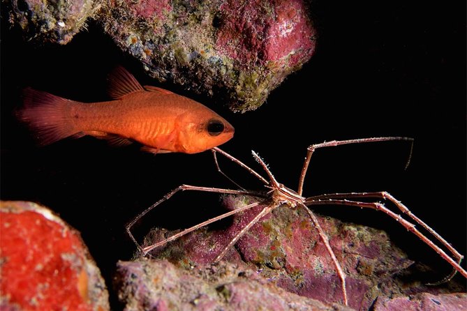 NIGHT DIVING - Dive Into the Darkness and Be Moved by Its Serenity ! - Common Questions