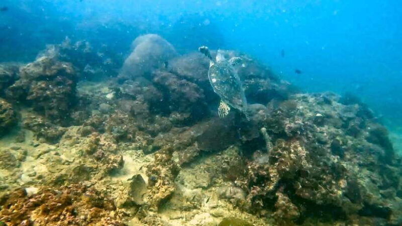 Night Diving From Stunning Coral Reef in the Heart of Phuket - Good To Know