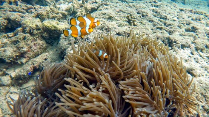 Night Diving From Stunning Coral Reef in the Heart of Phuket - Frequently Asked Questions