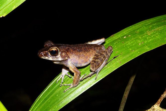 Night Frogs Tour at Kubah National Park - Tour Highlights