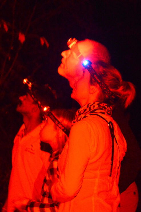 Night Hike to See Elusive & Rare Loris in Sigiriya - Good To Know
