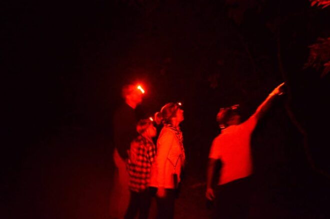Night Hike to See Elusive & Rare Loris in Sigiriya - Expert Guide Insights