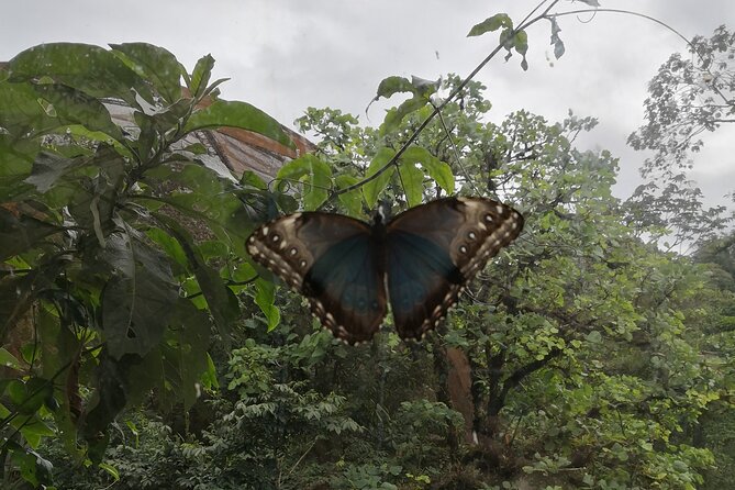 Night Hike Wildlife Observation in Santa Elena Monteverde - Tour Overview