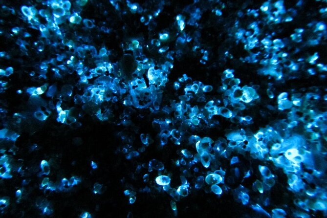 Night Kayak Tour Relax Under the Natural Glow of Sea Fireflies - Pricing and Lowest Price Guarantee