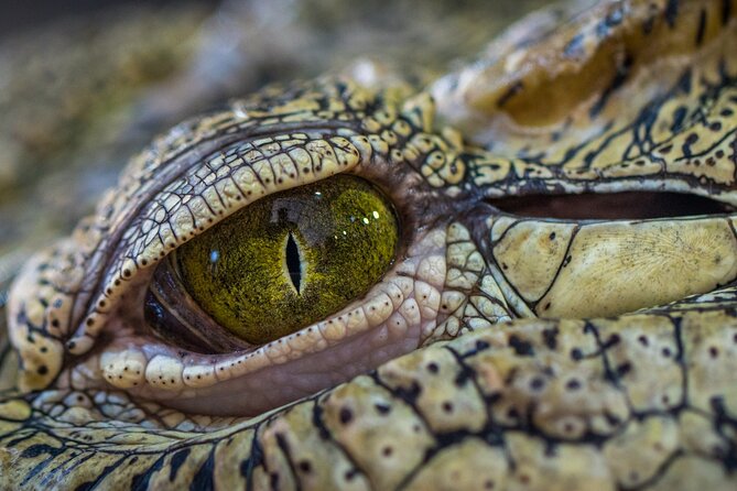 Night Mangrove Boat Tour - Tour Highlights