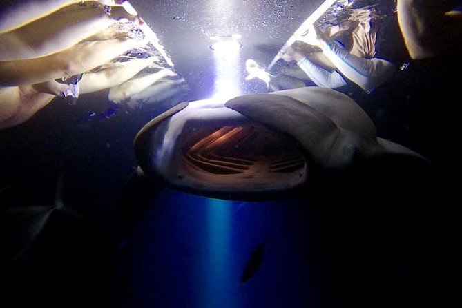 Night Manta Ray Experience - Traveler Photos and Positive Reviews