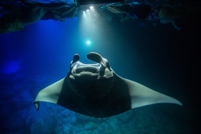 Night Manta Ray Experience - Night Manta Ray Behavior