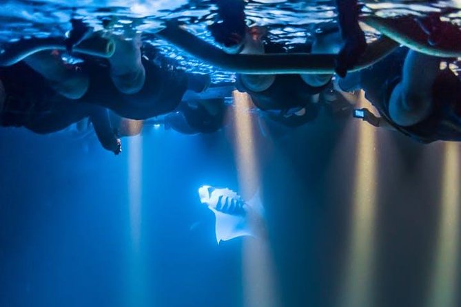 Night Manta Ray Experience - Importance of Plankton in Manta Ray Feeding