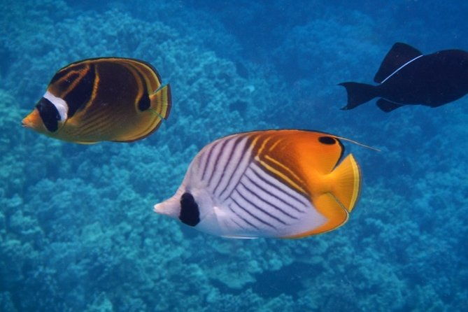 Night Manta Ray Tour | Departs from Keauhou Bay - Good To Know