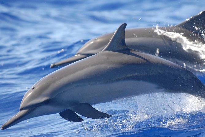Night Manta Ray Tour | Departs from Keauhou Bay - The Itinerary: What You Can Expect