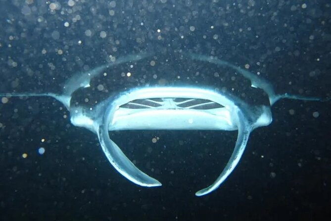 Night Manta Ray Tour | Departs from Keauhou Bay - Why This Tour Offers Great Value