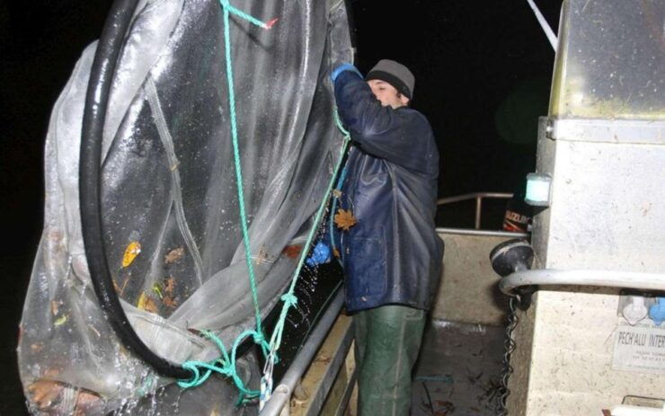 Night Pibal Fishing in Bordeaux (unique in Europe) - Activity Details and Duration