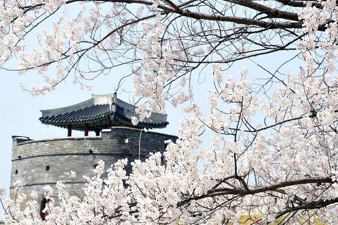 [Night Private Tour] Suwon Cherry Blossom & Hwaseong Fortress - Experience the Magic of Suwon’s Cherry Blossoms and Hwaseong Fortress at Night