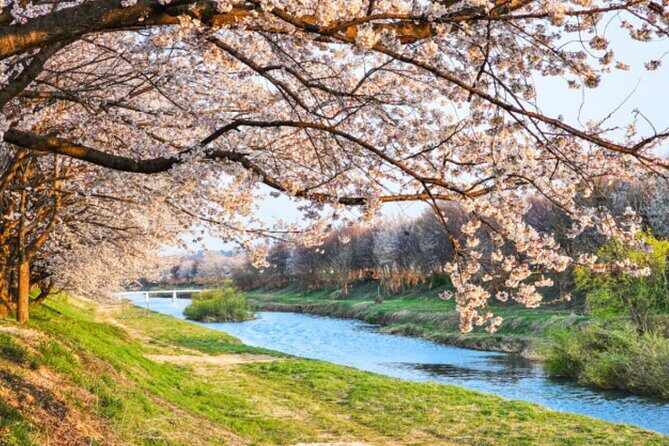 [Night Private Tour] Suwon Cherry Blossom & Hwaseong Fortress - Why This Tour Works Well