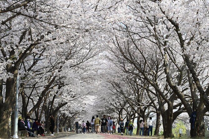[Night Private Tour] Suwon Cherry Blossom & Hwaseong Fortress - FAQ