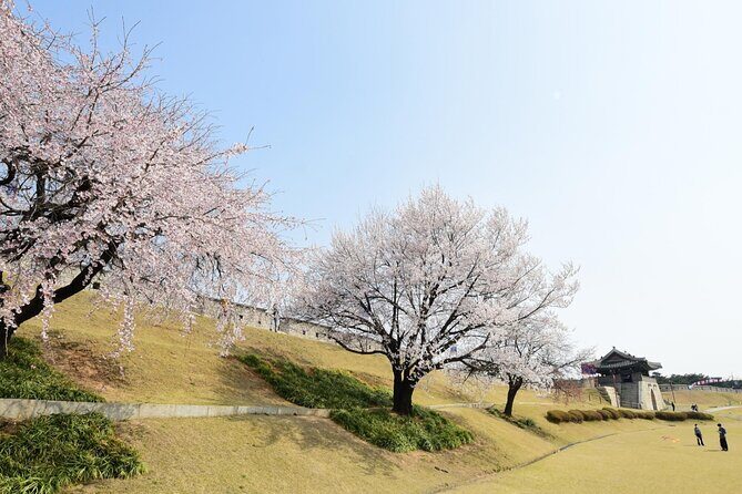[Night Private Tour] Suwon Cherry Blossom & Hwaseong Fortress - The Itinerary: What You’ll Experience