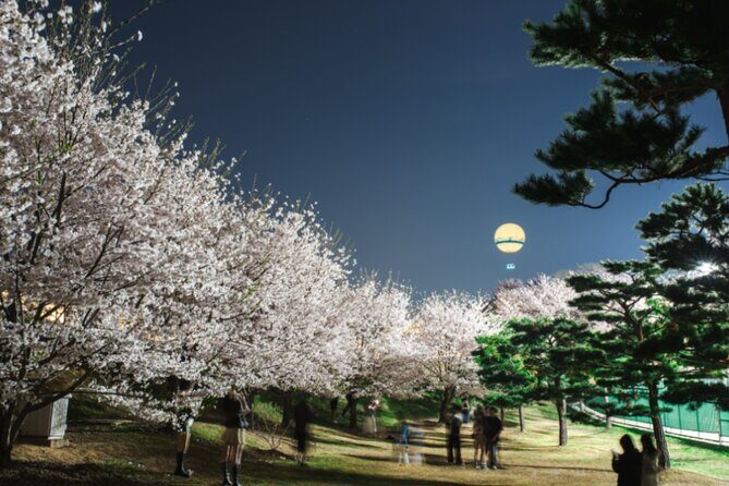 [Night Private Tour] Suwon Cherry Blossom & Hwaseong Fortress - Authentic Experiences from Past Participants