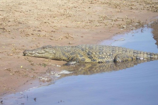 Night Rhino Game Drive and Bush Dinner From Victoria Falls - Enjoy Drinks Around the Campfire