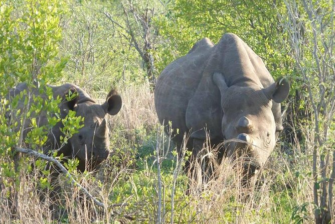 Night Rhino Game Drive and Bush Dinner From Victoria Falls - Opt for Intimate Small Group Tours