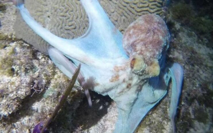 Night Snorkel Experience in Cancun - Booking Details