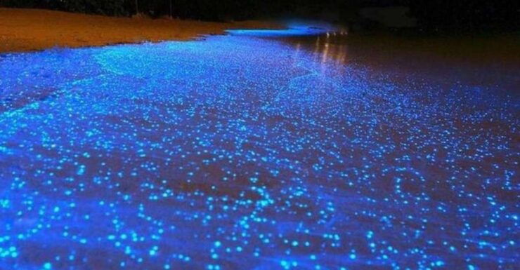 Night Snorkel Experience in Cancun - Experience Highlights