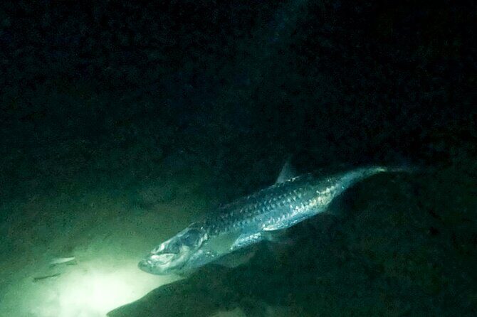 Night Snorkeling Adventure - Night Snorkeling Adventure in Bonaire: An In-Depth Review