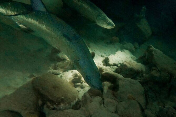 Night Snorkeling Adventure - The Experience in Detail